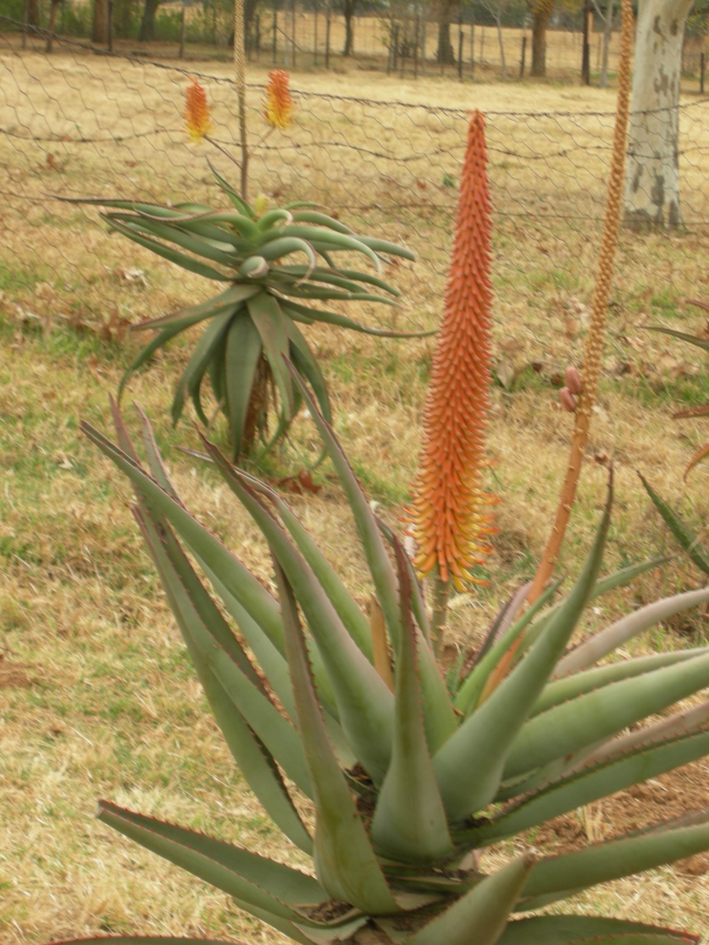 Aloe Africana Uitenhaagsaalwyn Uitenhage Aloe African Aloe 9316